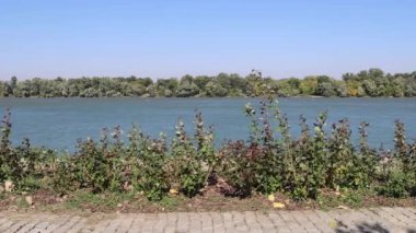 Belgrad 'ın Tuna Nehri' nde Rüzgarlı Gün Sırbistan 'da