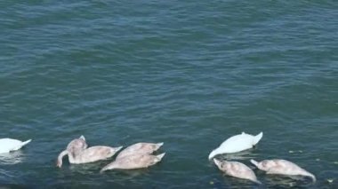 Mavi Tuna Nehri 'nde Kuğu Sürüsü