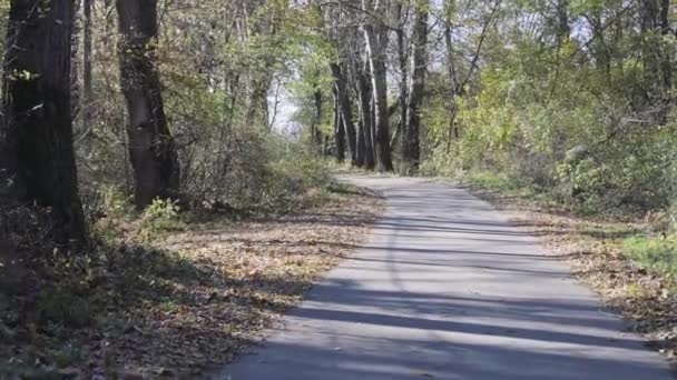 Guida Lento Road Woods Natura — Video Stock