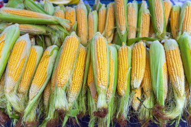 Çiftçi pazarında mısır kabuğundaki mısır koçanları