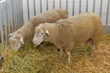 Hayvan Çiftliğinde Pen Enclosure 'da İki Koyun