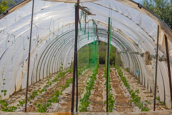 Greenhouse Interior Poly Tunnel Vegetables Farm Agriculture — Stock Photo, Image