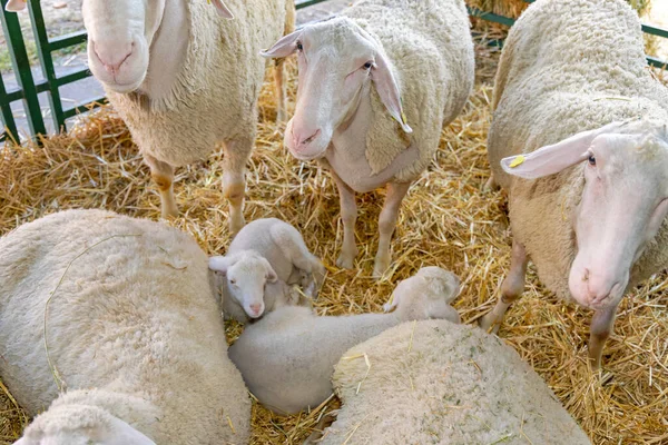 Paar Neugeborener Lämmer Mit Schafen Auf Bauernhof — Stockfoto