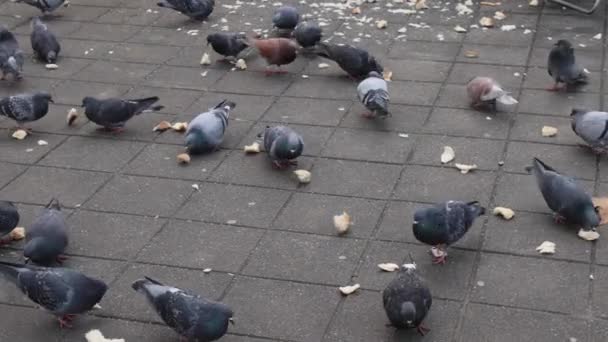Sokaktaki Güvercinlere Güvercinlere Ekmek Veriliyor — Stok video