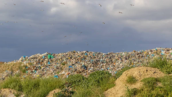 ダンプサイトでのゴミの大きな山を飛び越える鳥 — ストック写真