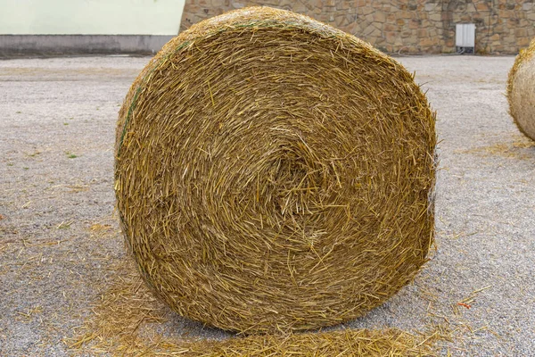 Ένα Μεγάλο Ρολό Hay Bale Hay Ενσιρωμένο Στη Φάρμα — Φωτογραφία Αρχείου