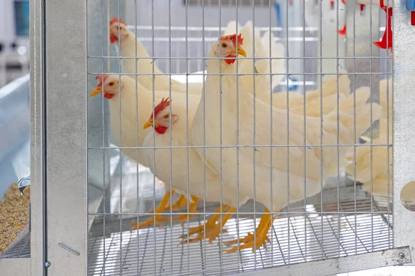 家禽饲养场钢丝笼中的白鸡 — 图库照片