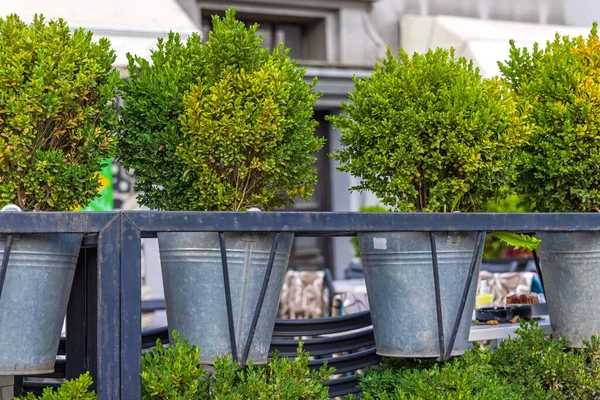 Små Gröna Bush Växter Metall Hinkar Vid Staketet — Stockfoto