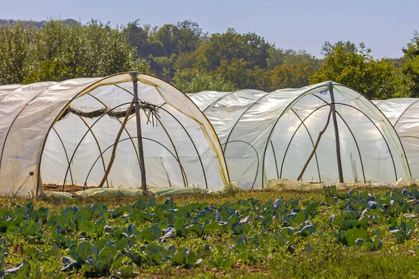 Poly Tunnels Vegetables Fruits Farming Agriculture — Stock Photo, Image