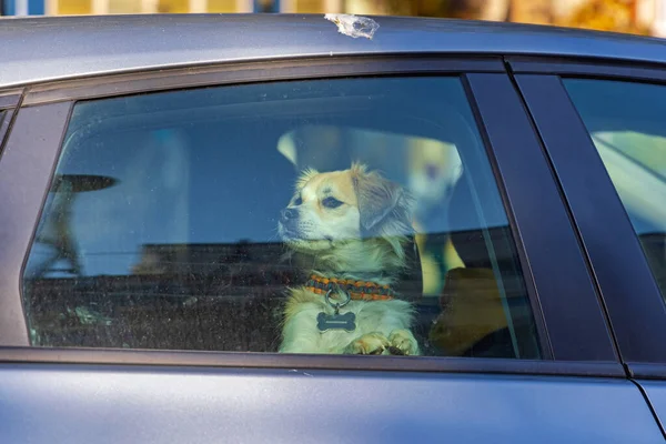 Pequeño Perro Mascota Mirando Través Ventana Del Coche — Foto de Stock