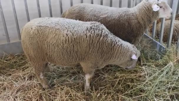 Wooly Sheep Pen Enclosure Animal Farm — Stock Video