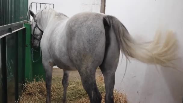 Большая Белая Лошадь Конюшне Ферме — стоковое видео