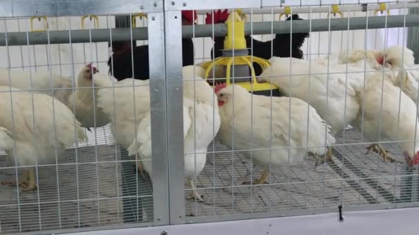 家禽饲养场笼中的白鸡鸟 — 图库视频影像