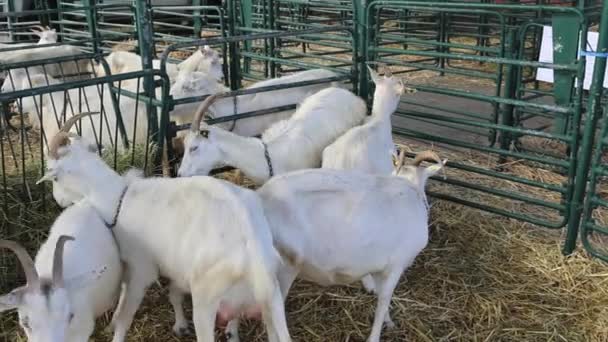 动物饲养场猪圈内的白山羊 — 图库视频影像