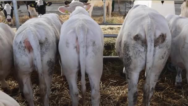 Πολλές Λευκές Αγελάδες Στον Αχυρώνα Στο Dairy Farm Pan — Αρχείο Βίντεο
