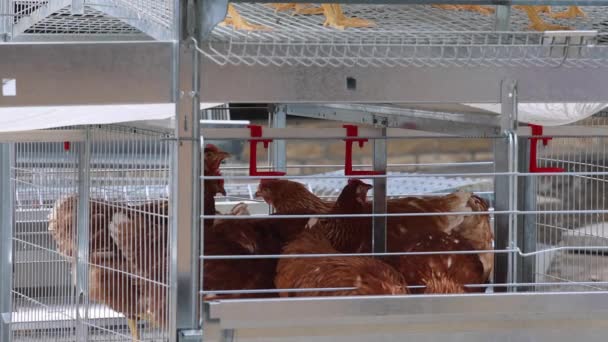 黄鸡在家禽饲养场钢丝笼饲养雀鸟 — 图库视频影像