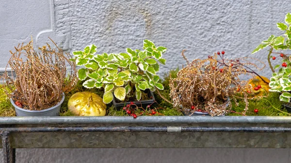 Plants Pots Autumn Decor Gutter Holder — Stockfoto
