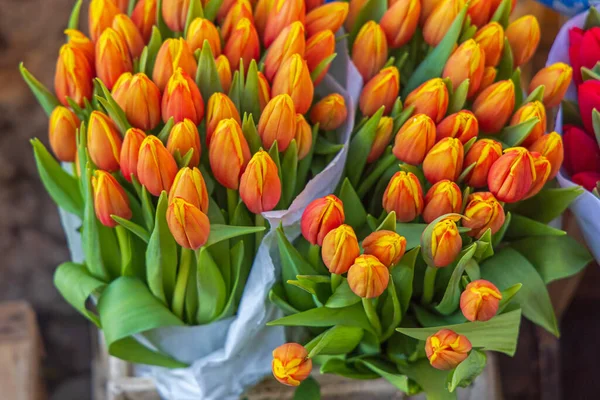 Fresh Orange Tulips Flowers Bouquet Netherlands — Fotografia de Stock