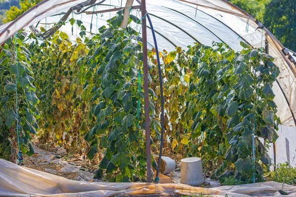 Interior Poly Tunnel Plants Vegetables Farming Agriculture — Foto Stock