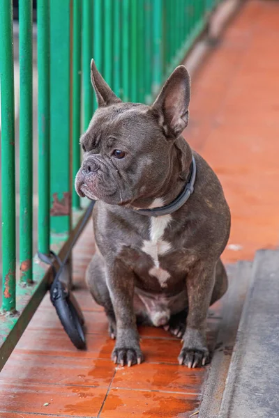 Bouledogue Français Chien Compagnie Frenchie Attendant Dehors — Photo