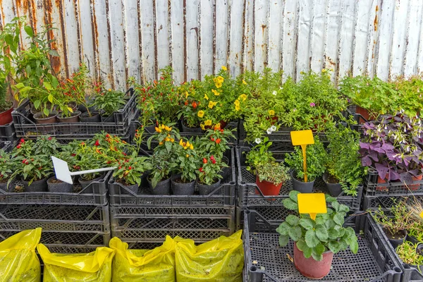 Herbs Spices Edible Plants Garden Supply Crates — Stock Photo, Image