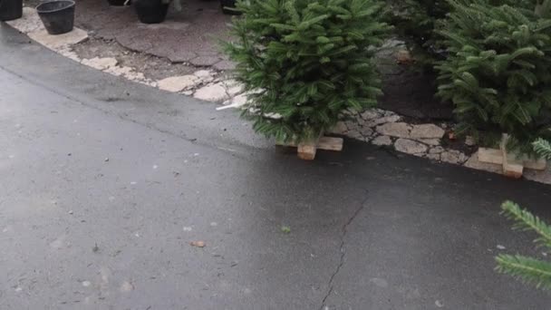 Belgrade Serbia December 2021 Many Natural Pine Green Christmas Trees — Vídeo de Stock