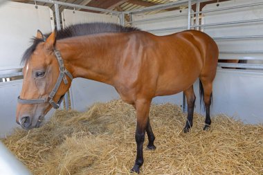 Geçici Ahırda Büyük Kahverengi At