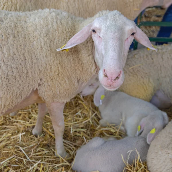 One Sheep Looking Close Head Animal Farm — Fotografia de Stock