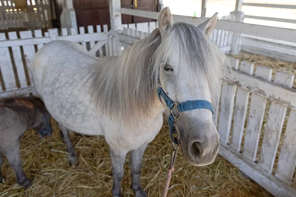 Caballo Pony Blanco Con Potro Recién Nacido Pequeño Establo Granja —  Fotos de Stock