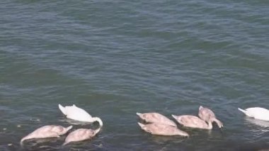 Mavi Tuna Nehri 'ndeki Kuğu Sürüsü Doğa Hayvanları