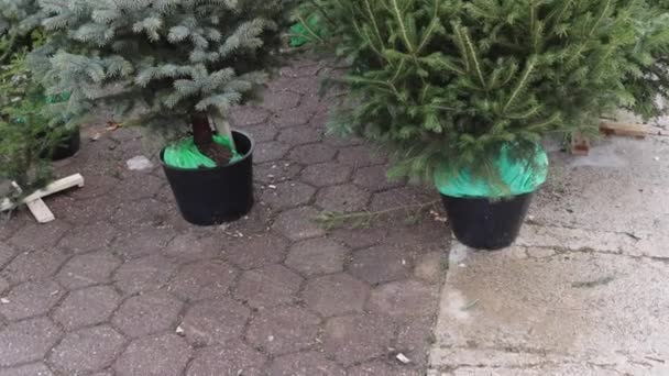 Potted Christmas Trees Live Natural Evergreen Street Tilt — Vídeo de Stock