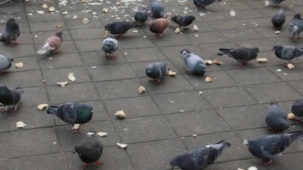 Sokaktaki Güvercin Güvercinleri Besleyen Ekmek — Stok video