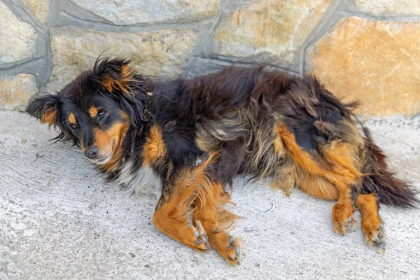 Pequeño Perro Callejero Acostado Cerca Pared Piedra —  Fotos de Stock