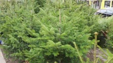 Many Unsold Christmas Trees at Street After Christmas