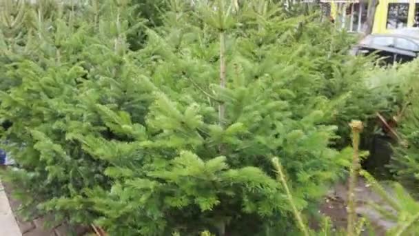 Πολλά Απούλητα Χριστουγεννιάτικα Δέντρα Στην Οδό Μετά Χριστούγεννα — Αρχείο Βίντεο