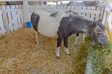 Small Pony Horse in Stable at Animal Farm