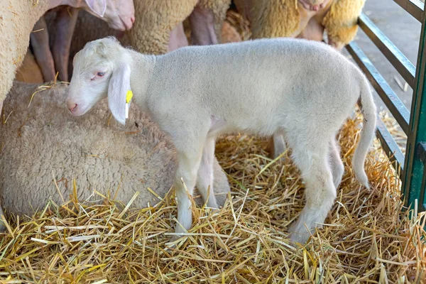 Ένα Νεογέννητο Αρνί Προβατίνα Στη Φάρμα Των Ζώων — Φωτογραφία Αρχείου