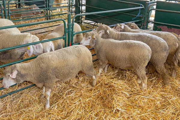 Many Sheep Enclosure Animal Farm — стоковое фото