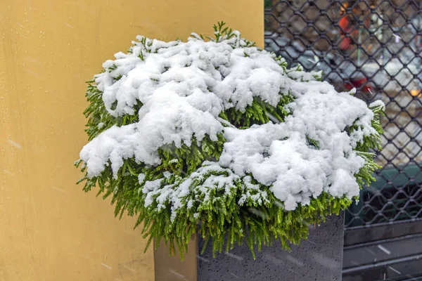 Pine Bush Evergreen Plant Covered Fresh Snow — Stockfoto