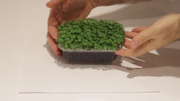 Growing Micro Greens Fresh Basil Leaves Plant Tray — 图库视频影像