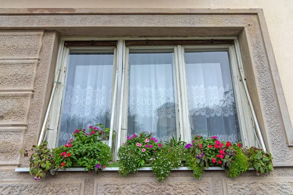 Natürliche Blumen Pflanzen Haus Fenster Schwelle Außen — Stockfoto