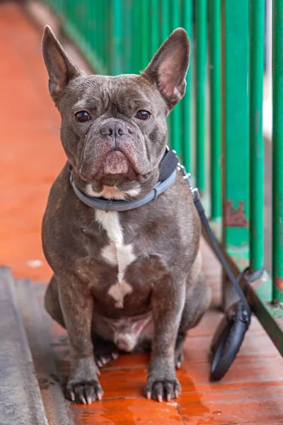 Bouledogue Français Chien Compagnie Frenchie Attendant Dehors — Photo