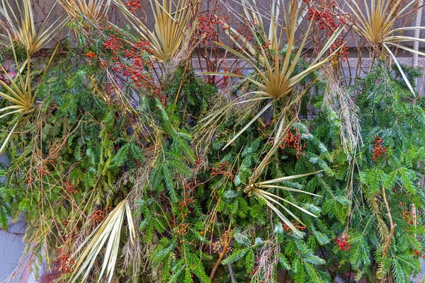 Ramo Pinheiros Plantas Naturais Decoração Natal — Fotografia de Stock