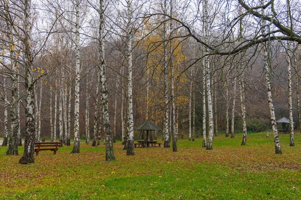 Березовий Ліс Лісовому Парку Восени — стокове фото