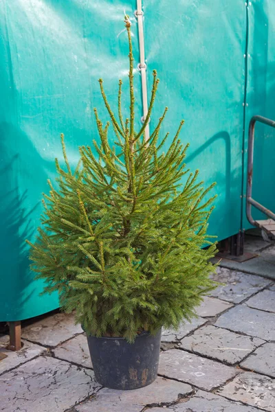 Çiftçi Pazarındaki Çömlekte Bekar Evergreen Noel Ağacı — Stok fotoğraf
