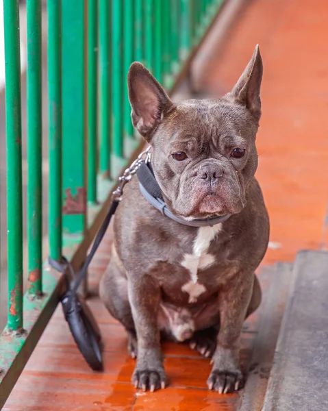 French Bulldog Pet Dog Frenchie Waiting — Stockfoto