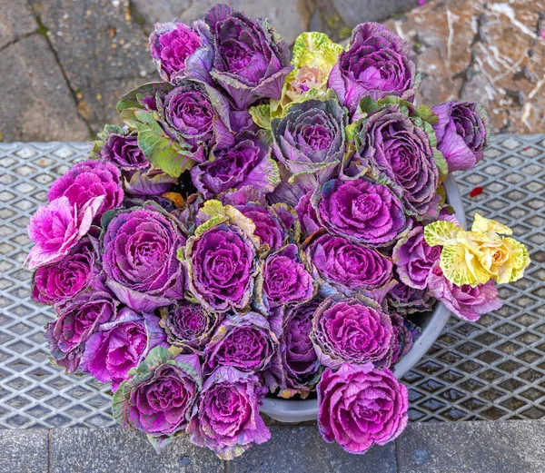 Díszes Káposzta Csokor Lila Virágok Télen — Stock Fotó