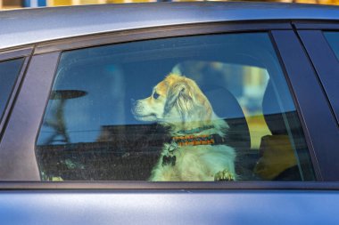 Küçük Evcil Köpek Arabasının Penceresinden Bakıyor