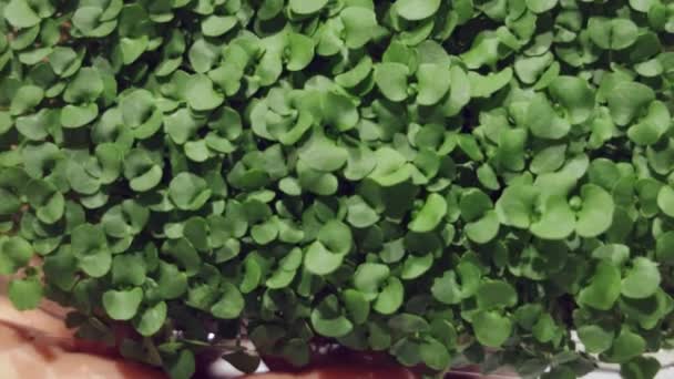 Pěstování Mikrozeleně Čerstvé Listy Salátu Rostlina Zásobníku — Stock video
