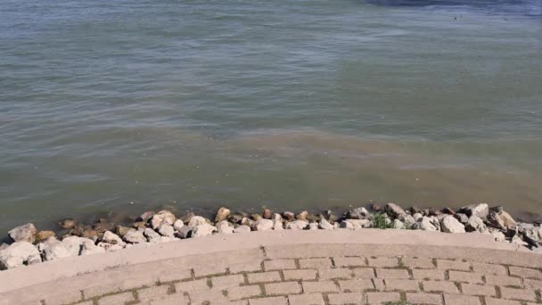Schmutziges Wasser Der Donau Bei Belgrad — Stockvideo